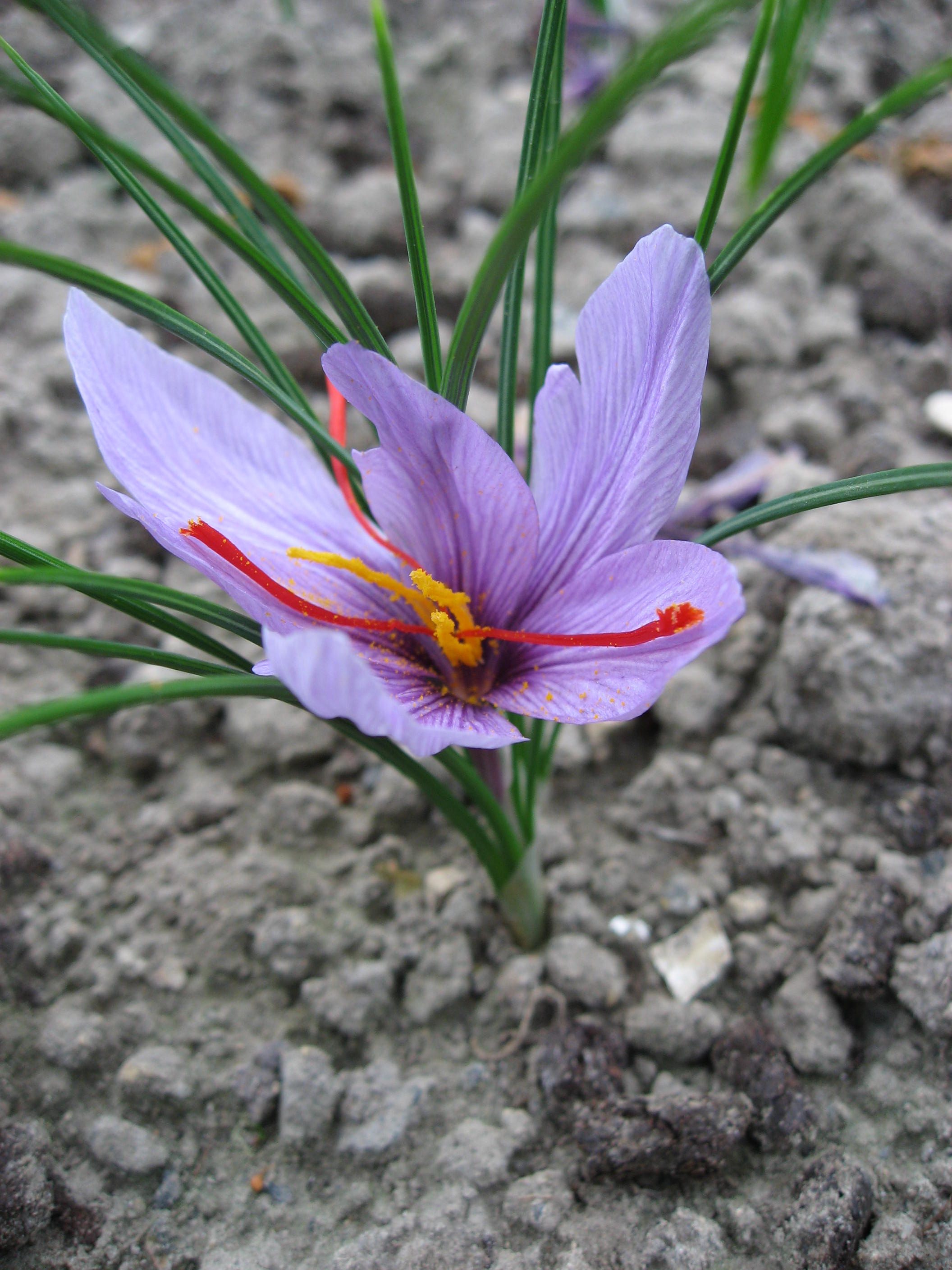 autumn crocus